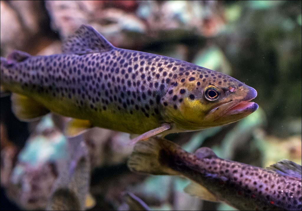 Salzburg 20180101048