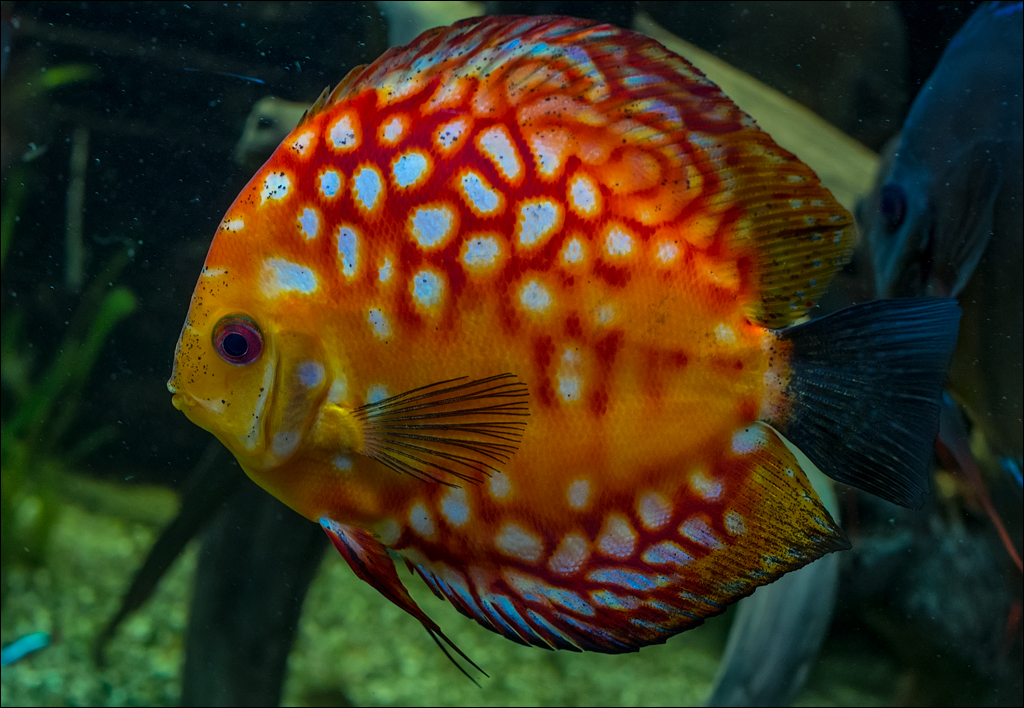 Vienna 2 20180101102