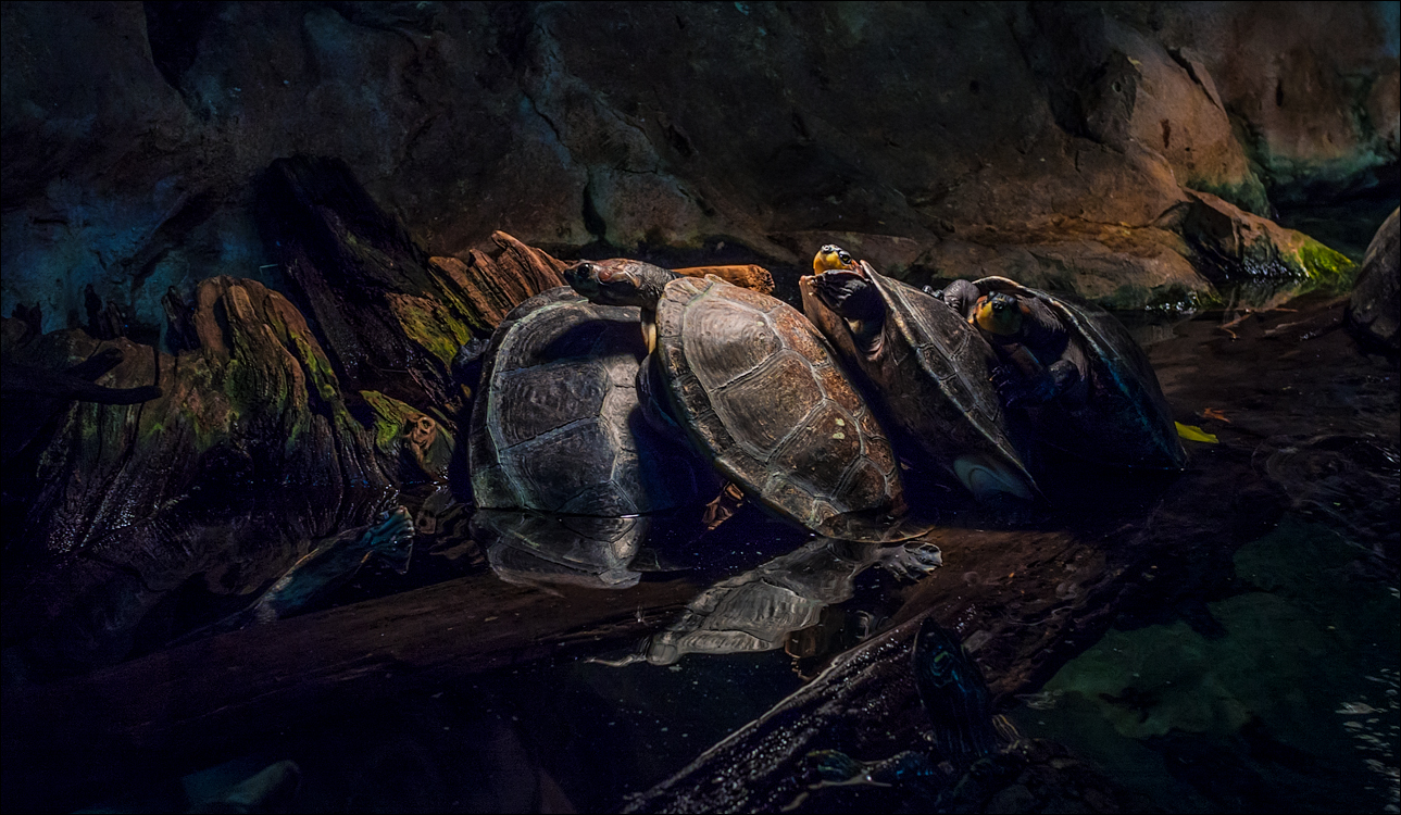 Vienna 2 20180101112