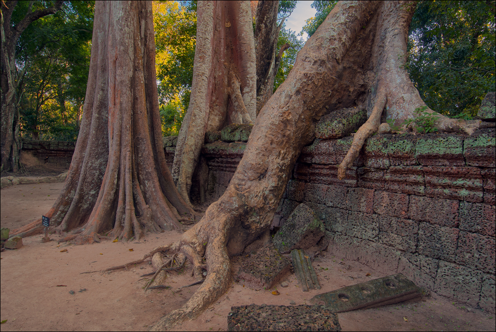 Ta Prohm Nov2009 055