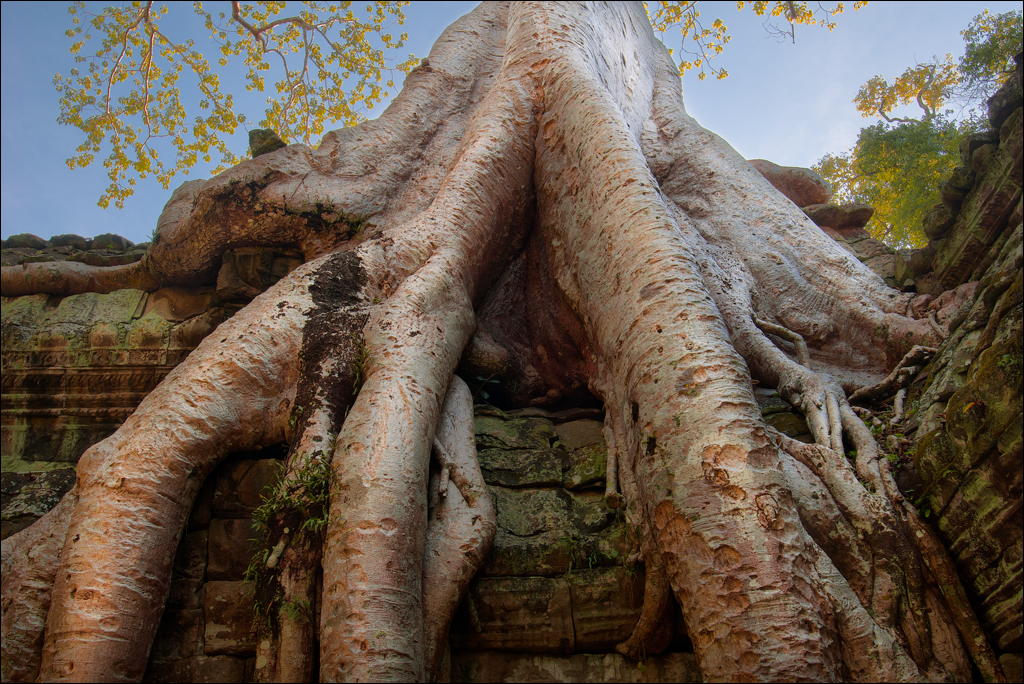 Ta Prohm Nov2009 060