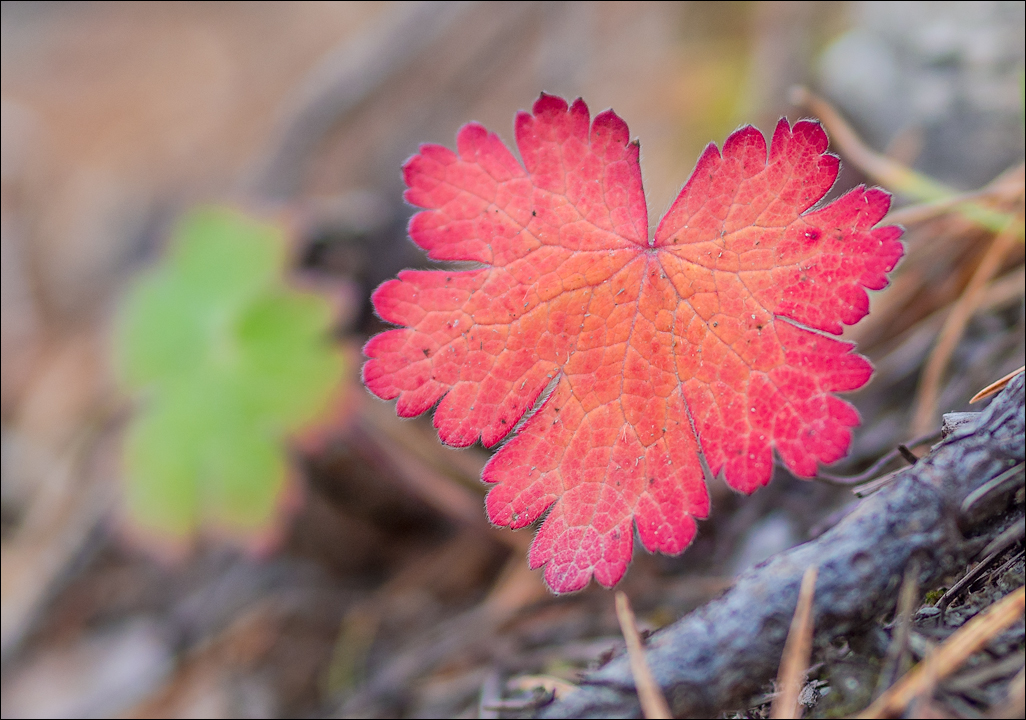 Georgia 160928111655306