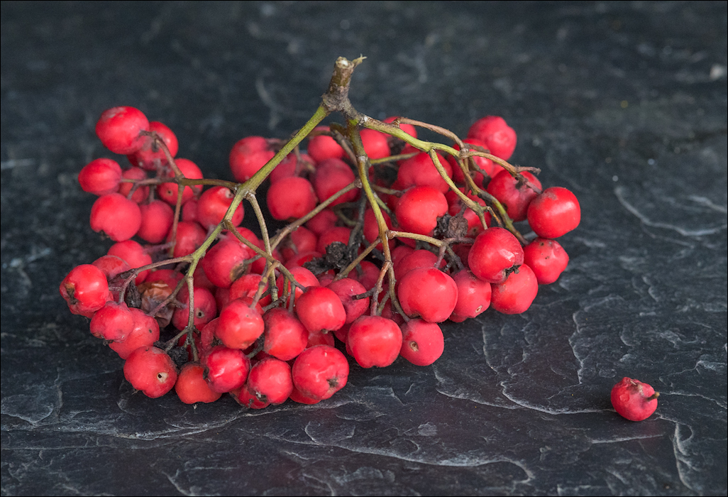 Georgia 160930060859483