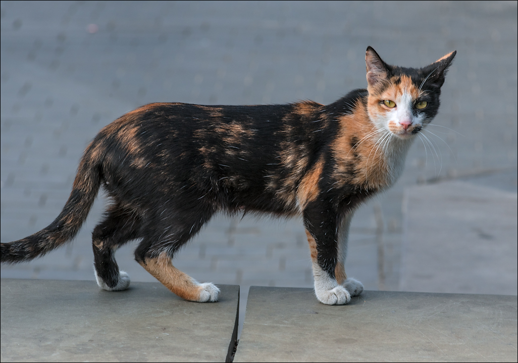 Georgia 161002062131773