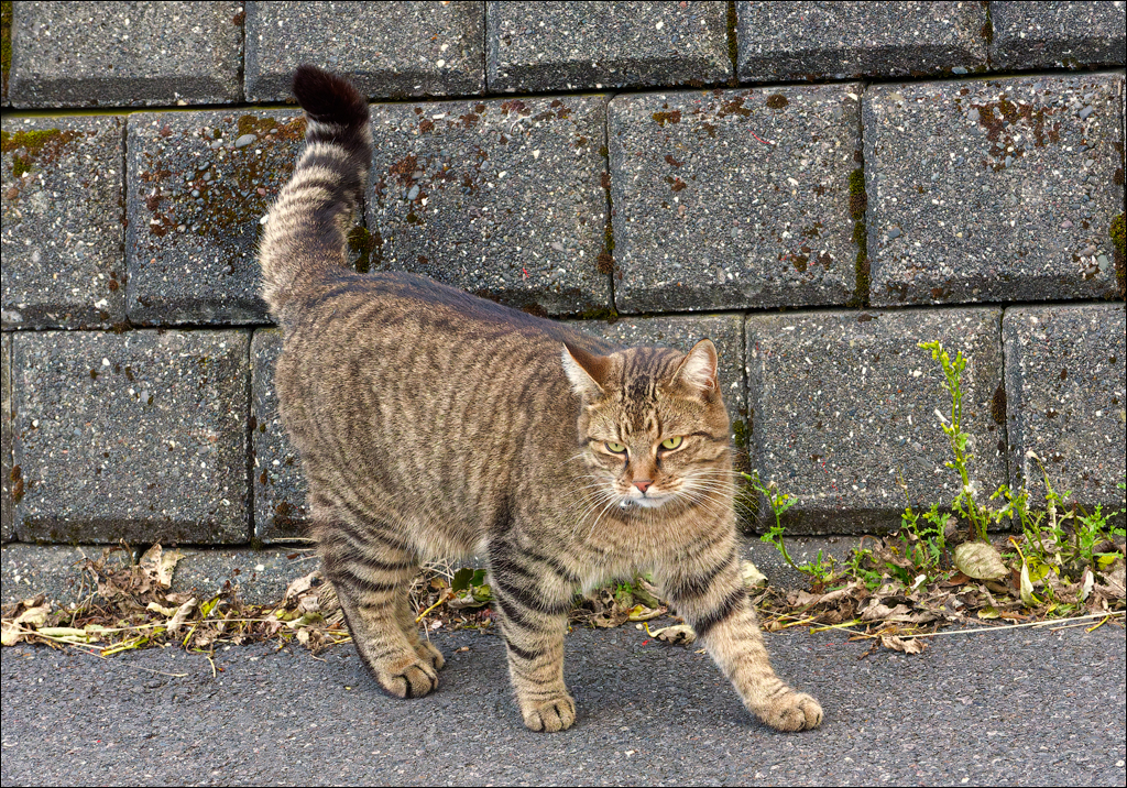 Grundarfjordur 2023 211