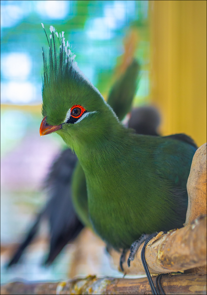 Iran20160506083216322