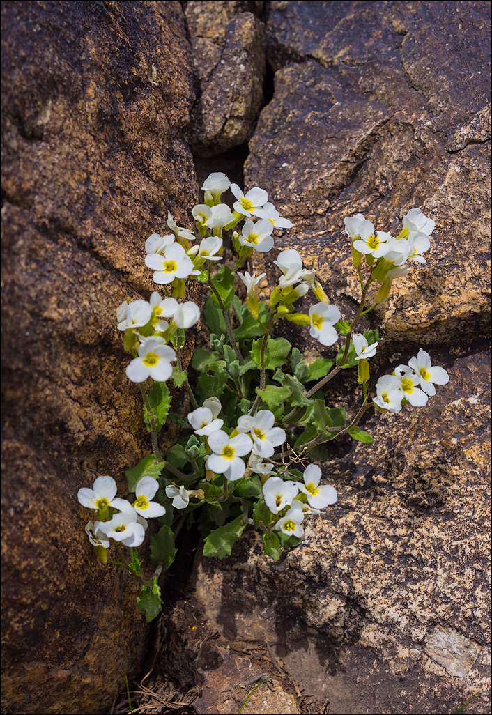 Iran201605121103141916