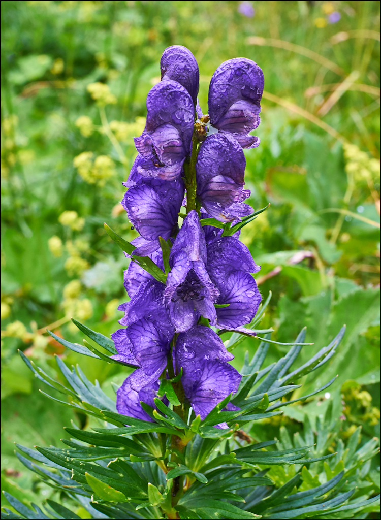 Dolomites 2017 4 081081