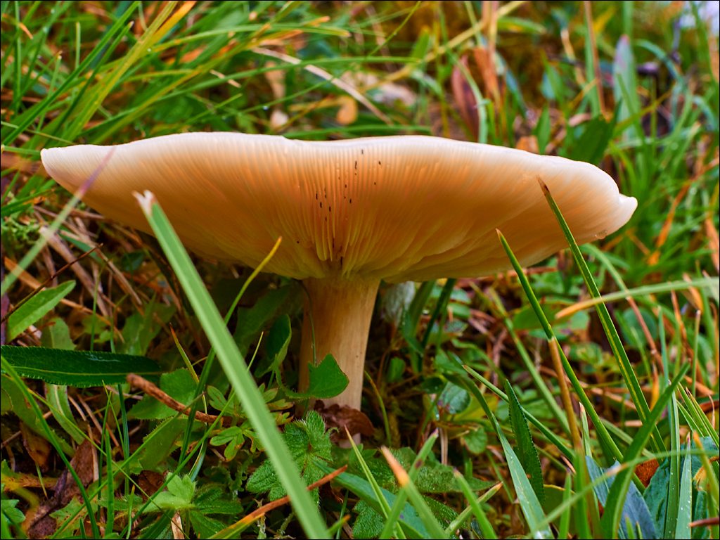 Dolomites 2017 4 085085