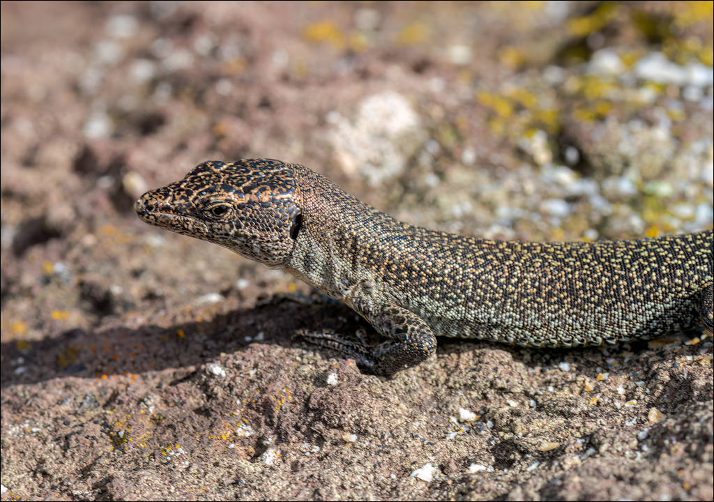 Madeira 24dec2024 08jan2025 150 00