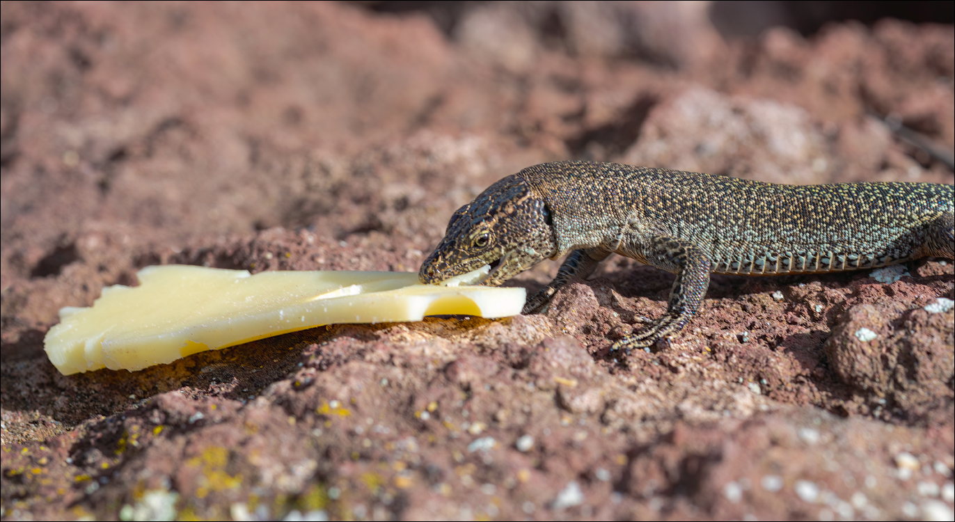 Madeira 24dec2024 08jan2025 152 00