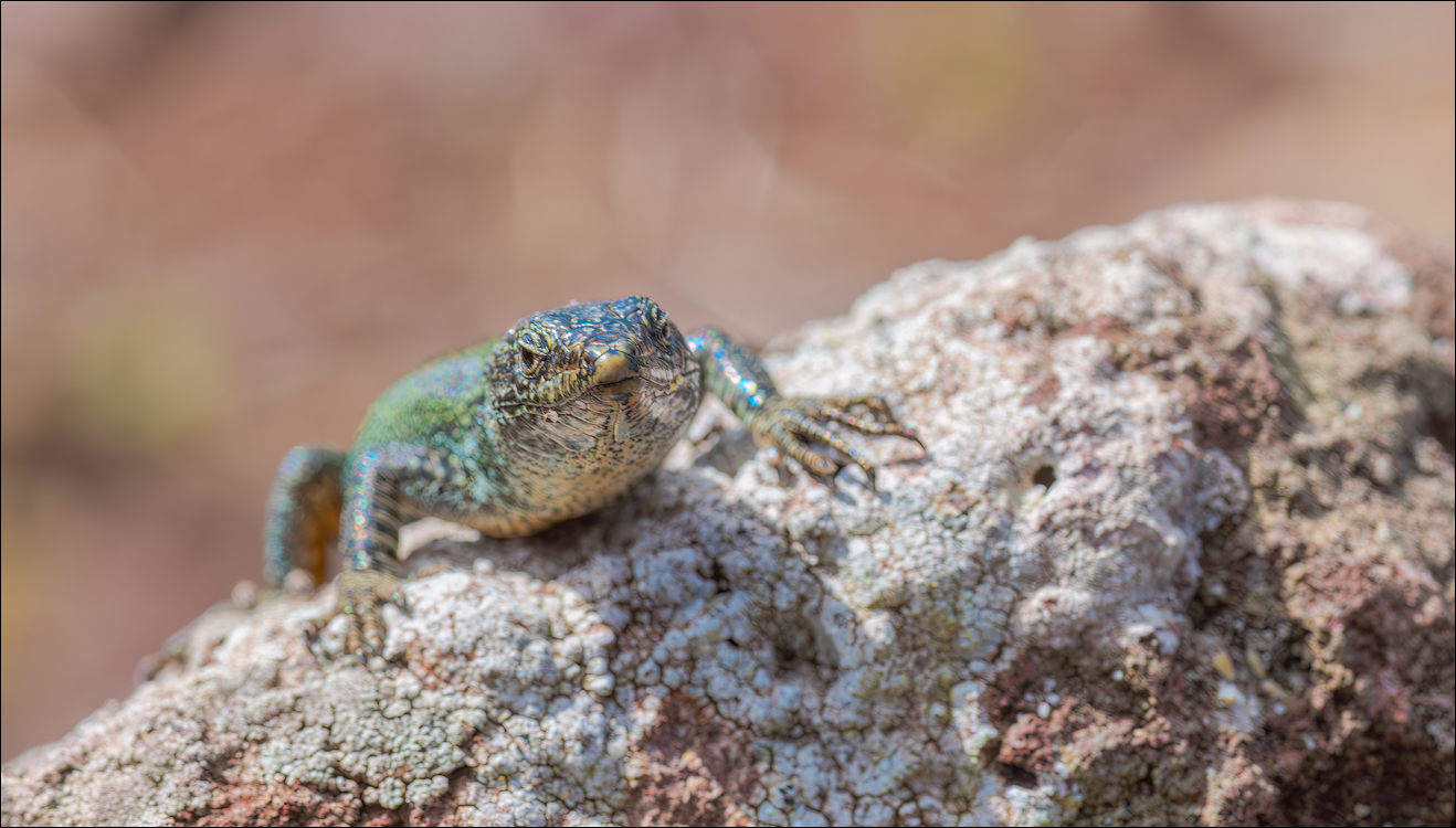 Madeira 24dec2024 08jan2025 153 00