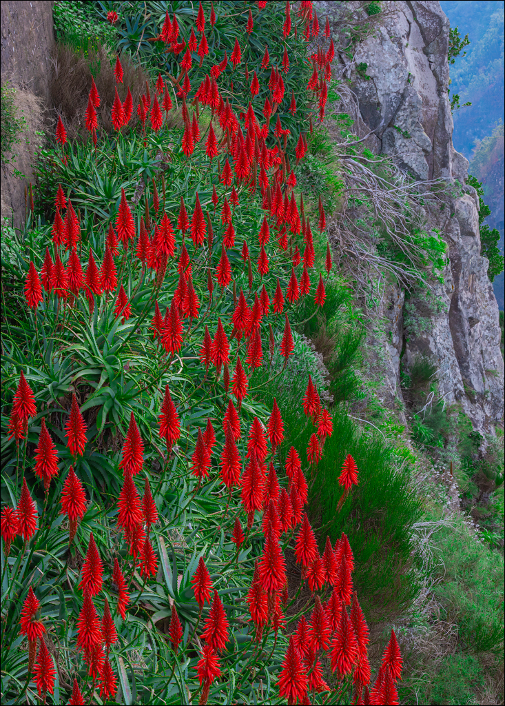 Madeira 24dec2024 08jan2025 107 00