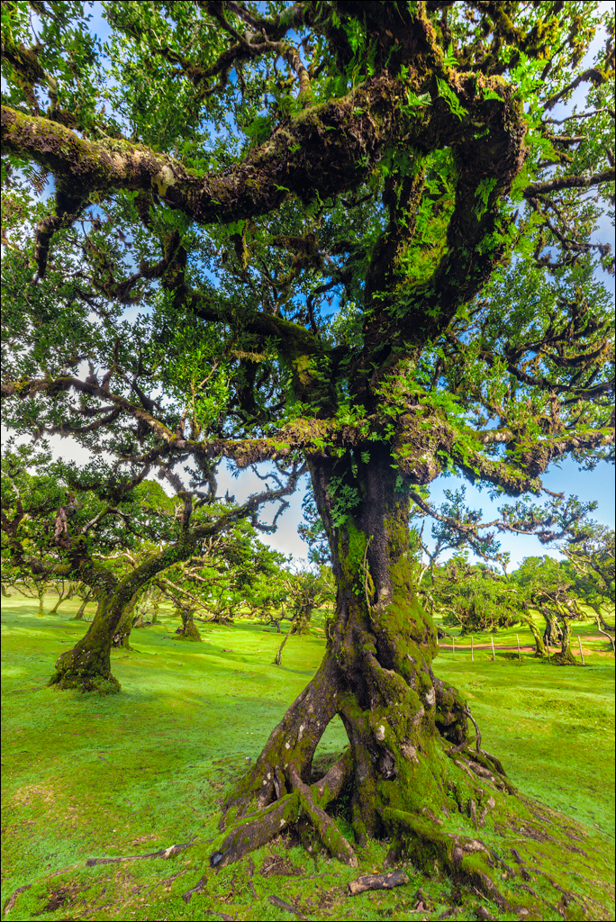 Madeira 24dec2024 08jan2025 103 00