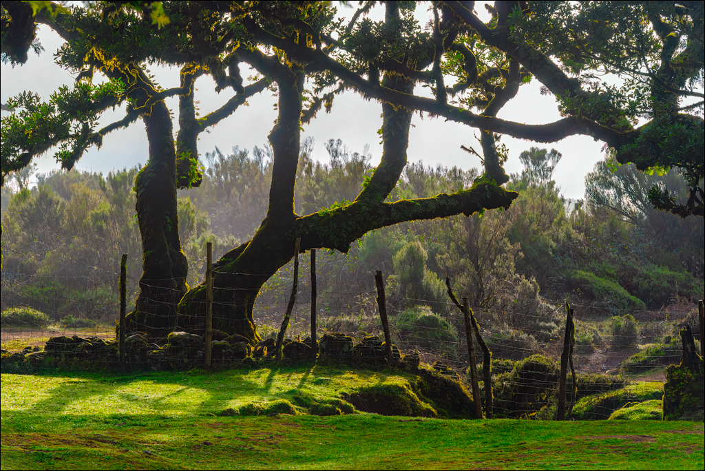 Madeira 24dec2024 08jan2025 108 00