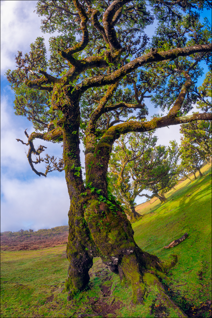 Madeira 24dec2024 08jan2025 112 00