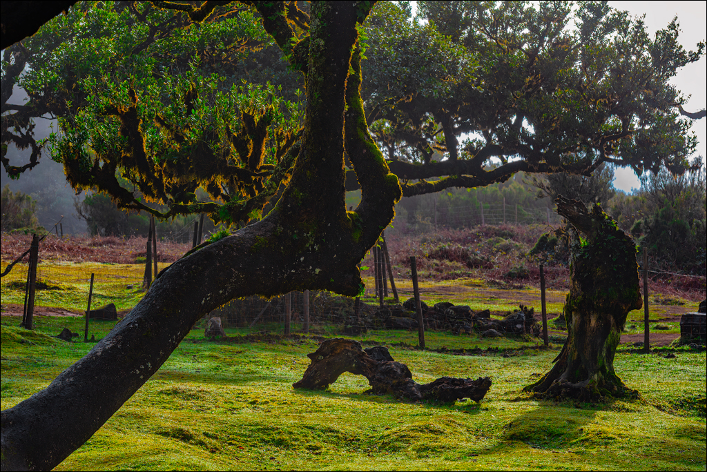 Madeira 24dec2024 08jan2025 115 00