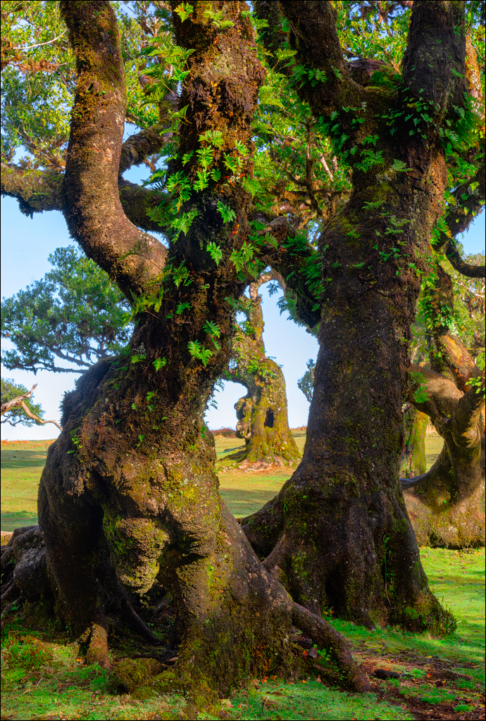 Madeira 24dec2024 08jan2025 116 00
