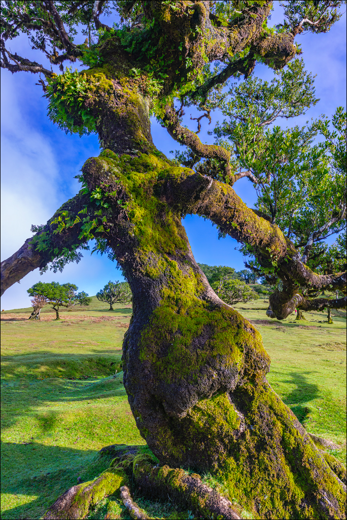 Madeira 24dec2024 08jan2025 123 00