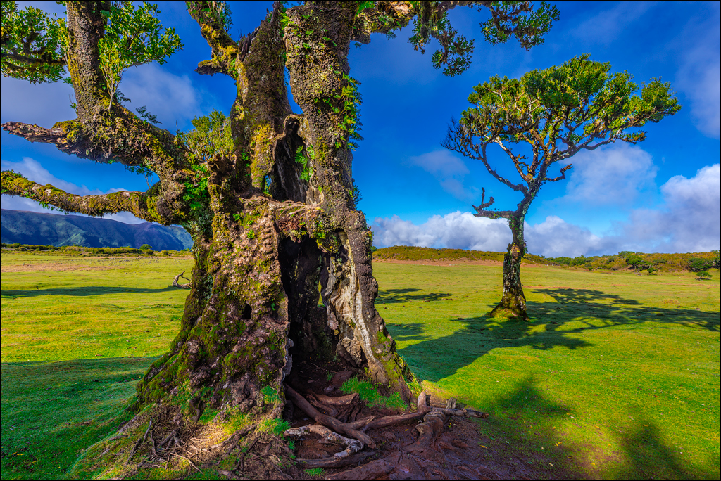 Madeira 24dec2024 08jan2025 130 00