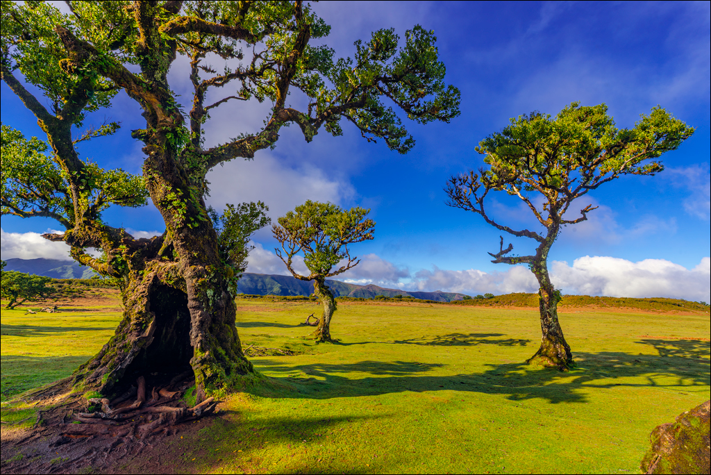 Madeira 24dec2024 08jan2025 135 00