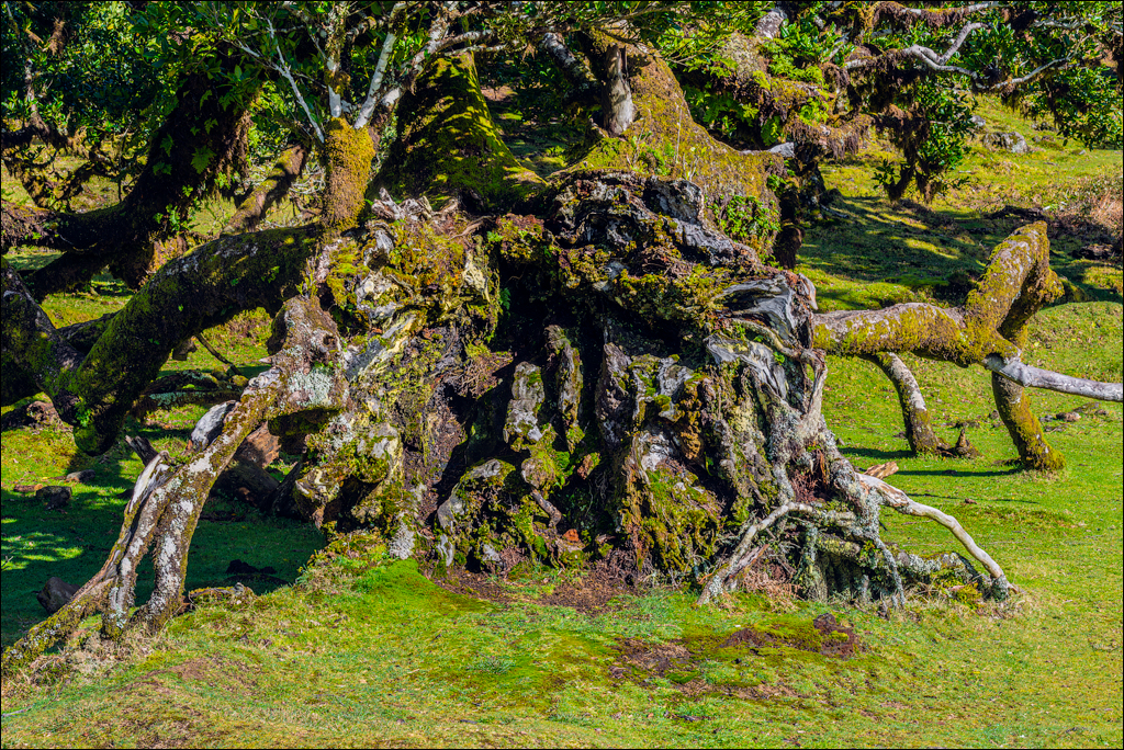 Madeira 24dec2024 08jan2025 144 00