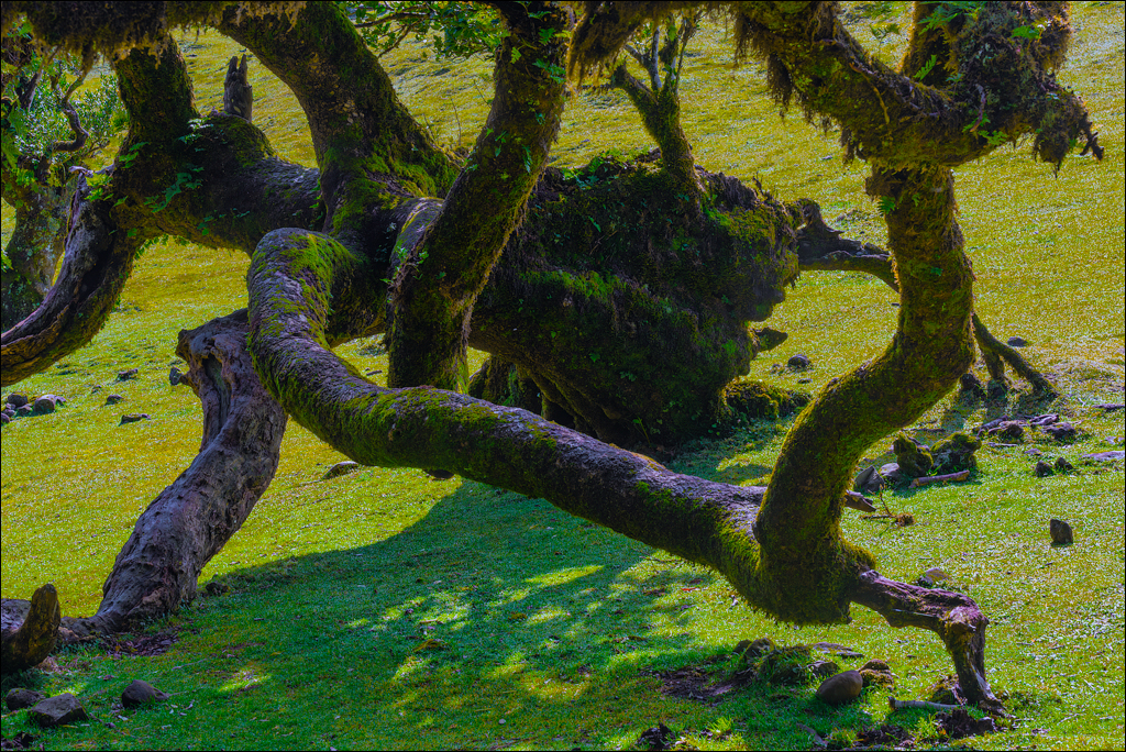 Madeira 24dec2024 08jan2025 153 00