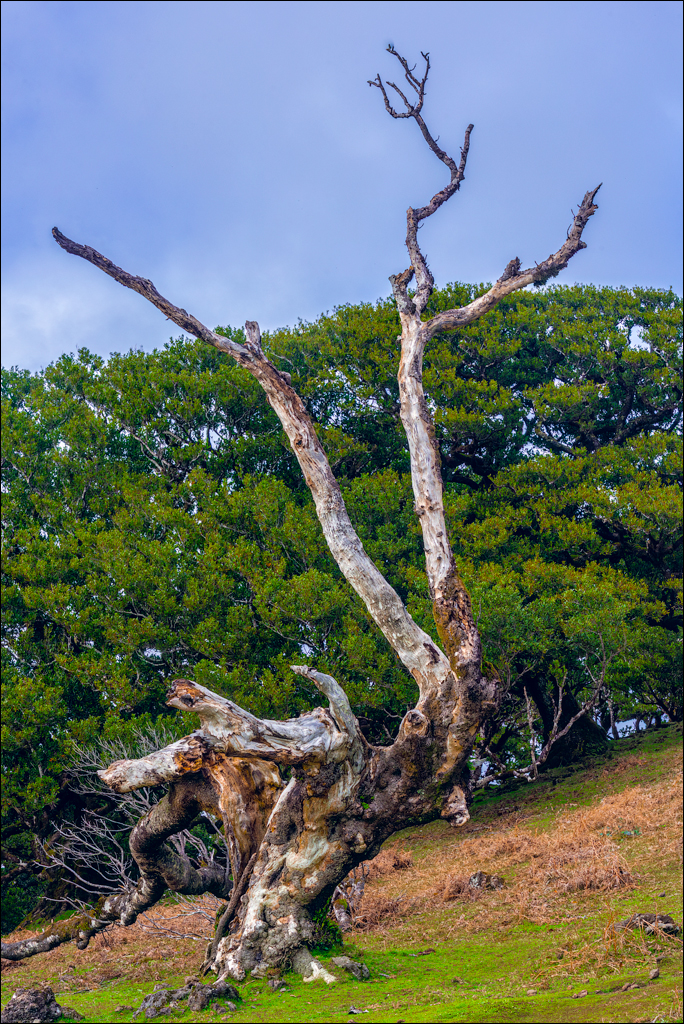 Madeira 24dec2024 08jan2025 156 00