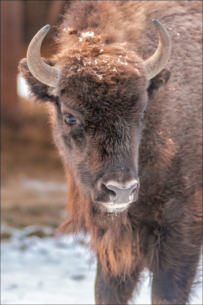 PadureaDomniasca Dec2005 005