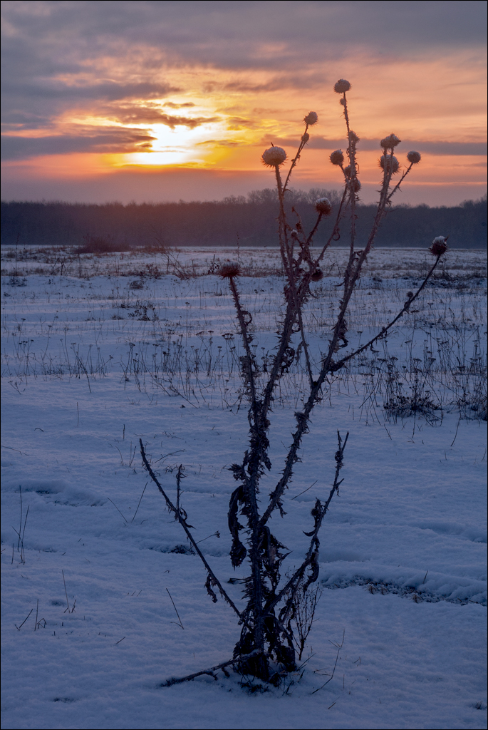 PadureaDomniasca Dec2005 019