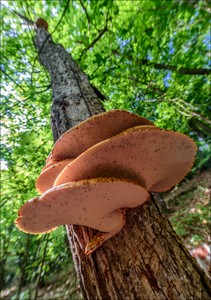 VadulRascov Socola 20180519009