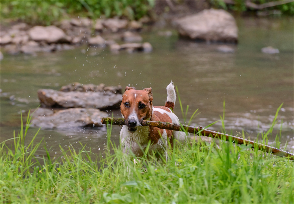 VadulRascov Socola 20180519022