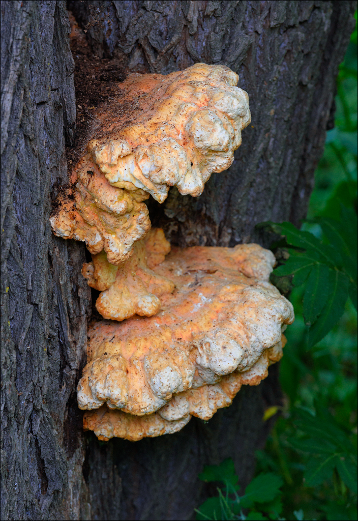 VadulRascov Socola 20180519032