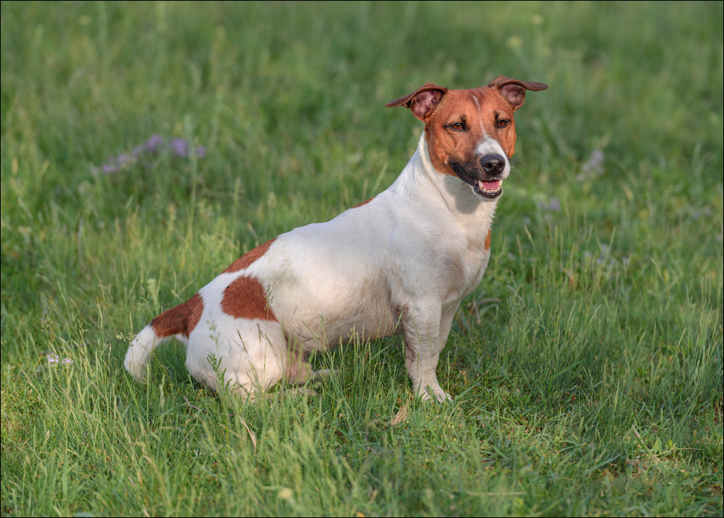 VadulRascov Socola 20180519111