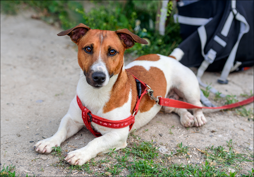 VadulRascov Socola 20180519154