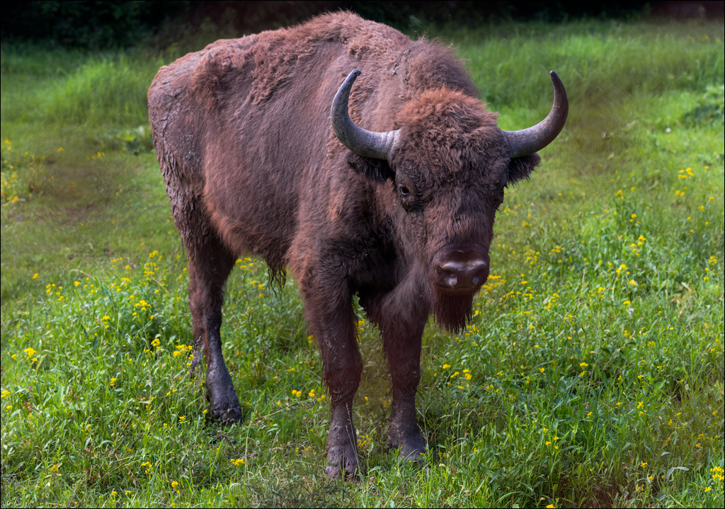 Costesti Duruitoarea PadureaDomn 20190427159