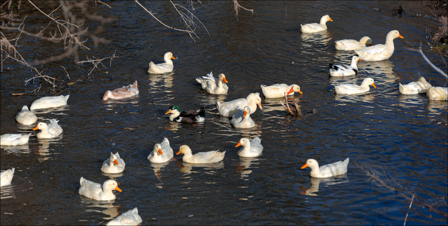 Naslavcea Taul Mindic 20201121 133