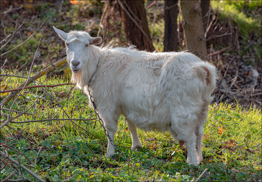 Naslavcea Taul Mindic 20201121 138