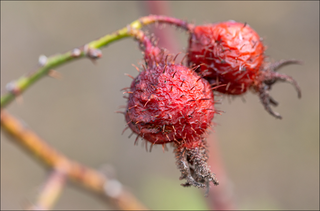 Taul Mindic122519 158