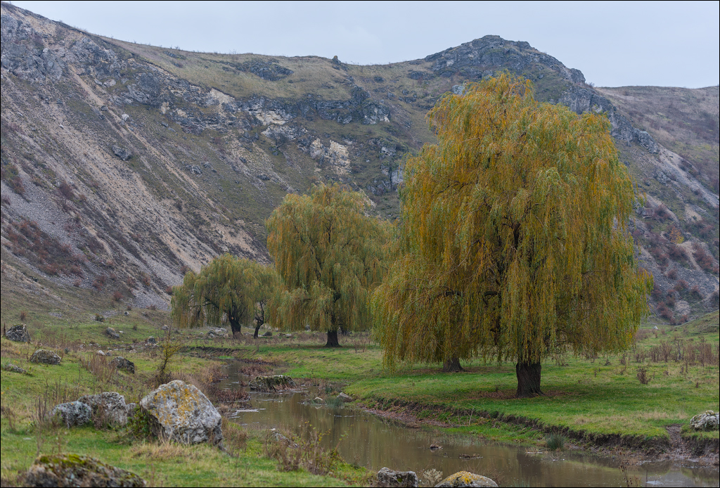 Brinzeni Trinca 20171110016