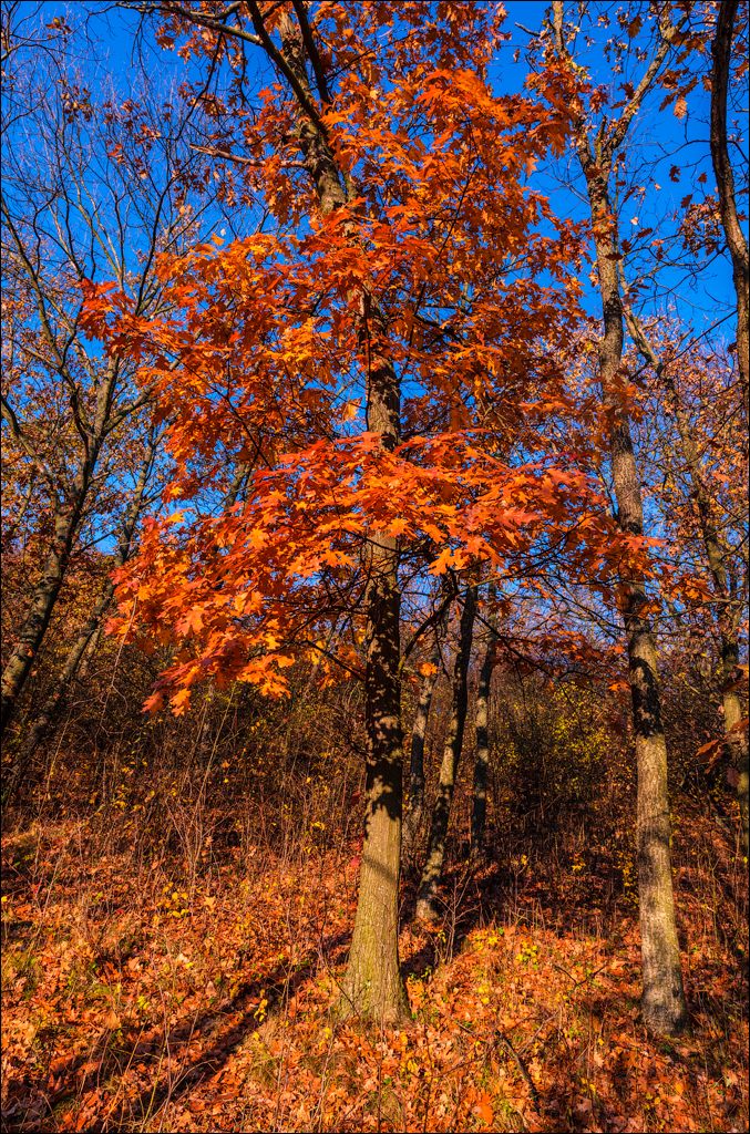 Brinzeni Trinca 20171110054
