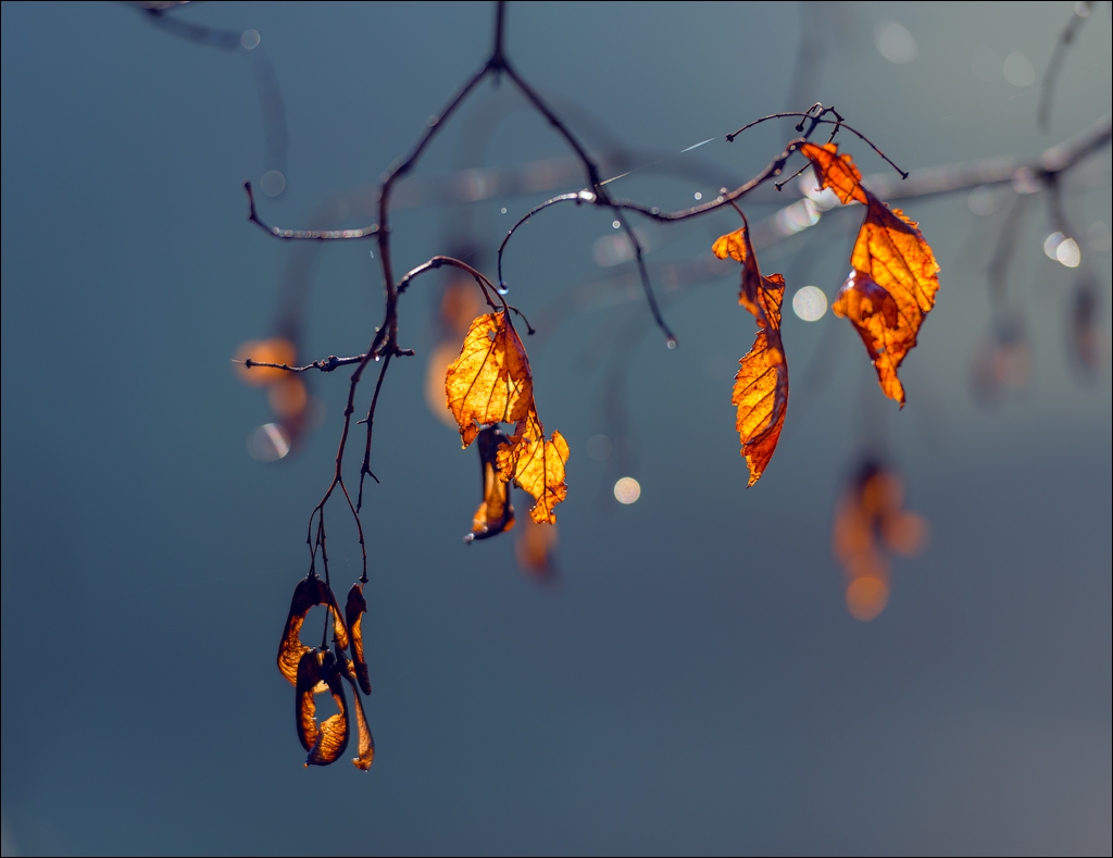 Brinzeni Trinca 20171110057