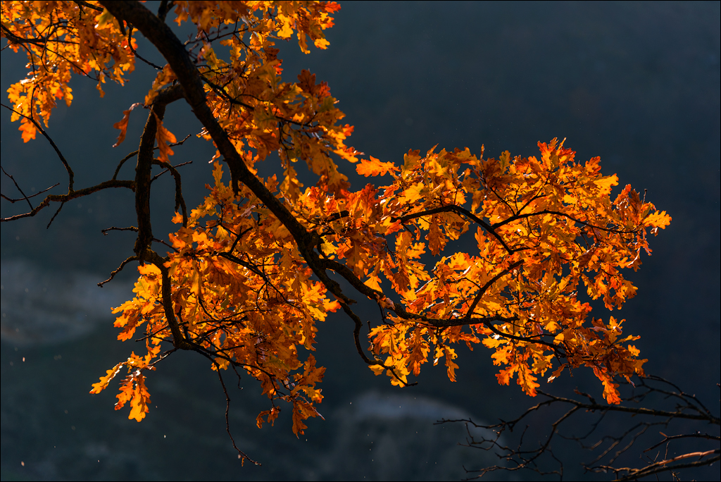 Brinzeni Trinca 20171110062