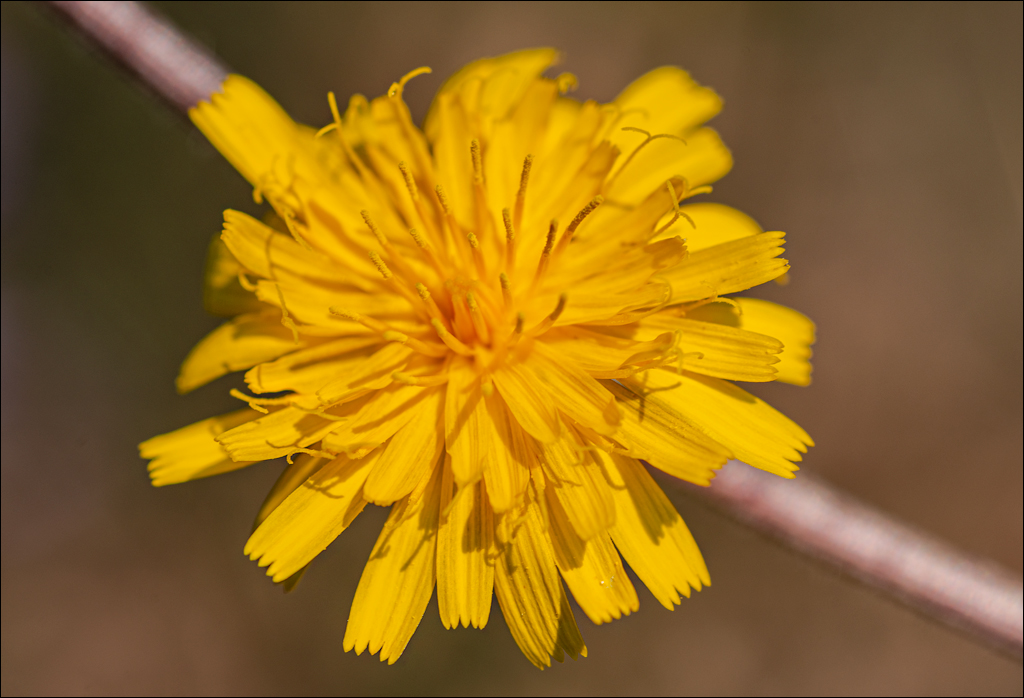 Tipova Zvezdopad 20160813 162
