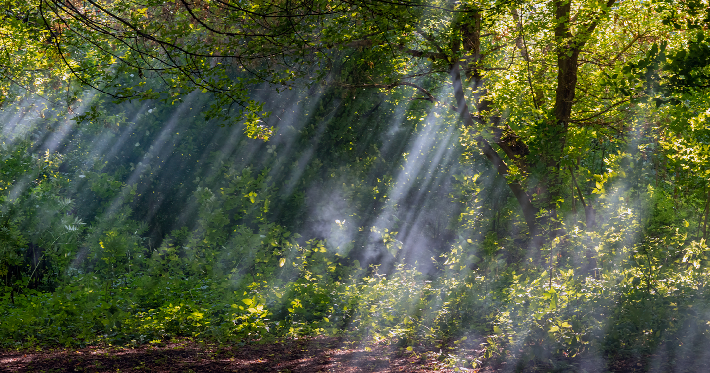 Tipova Zvezdopad 20160813 228