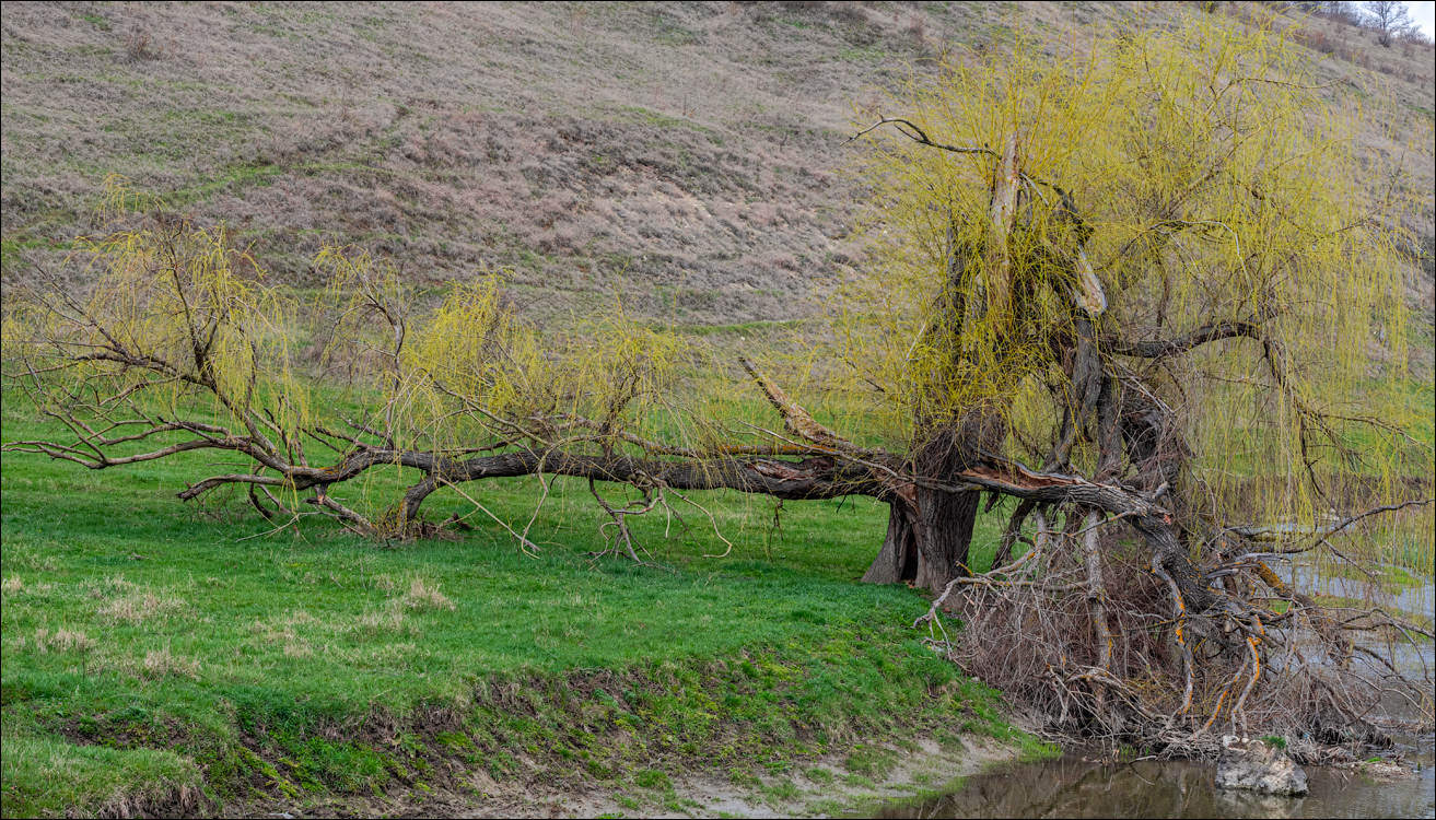 Brinzeni Gordinesti Fetesti 20210418 104