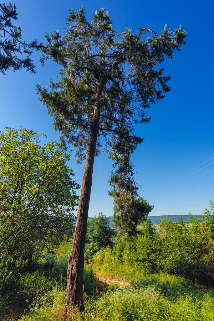 Bahmut Vererita Sinesti Cornesti 10 11jul2021 115