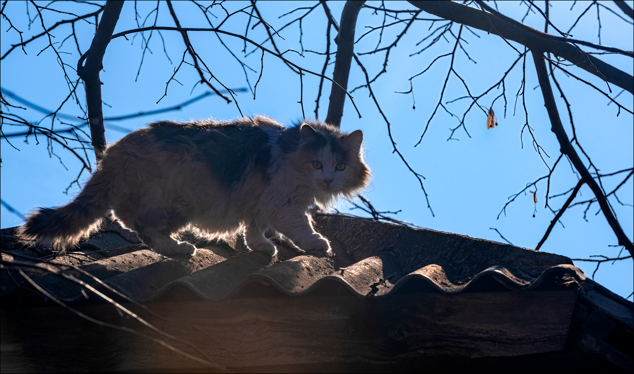 Capresti Cazanesti 10mar2024152