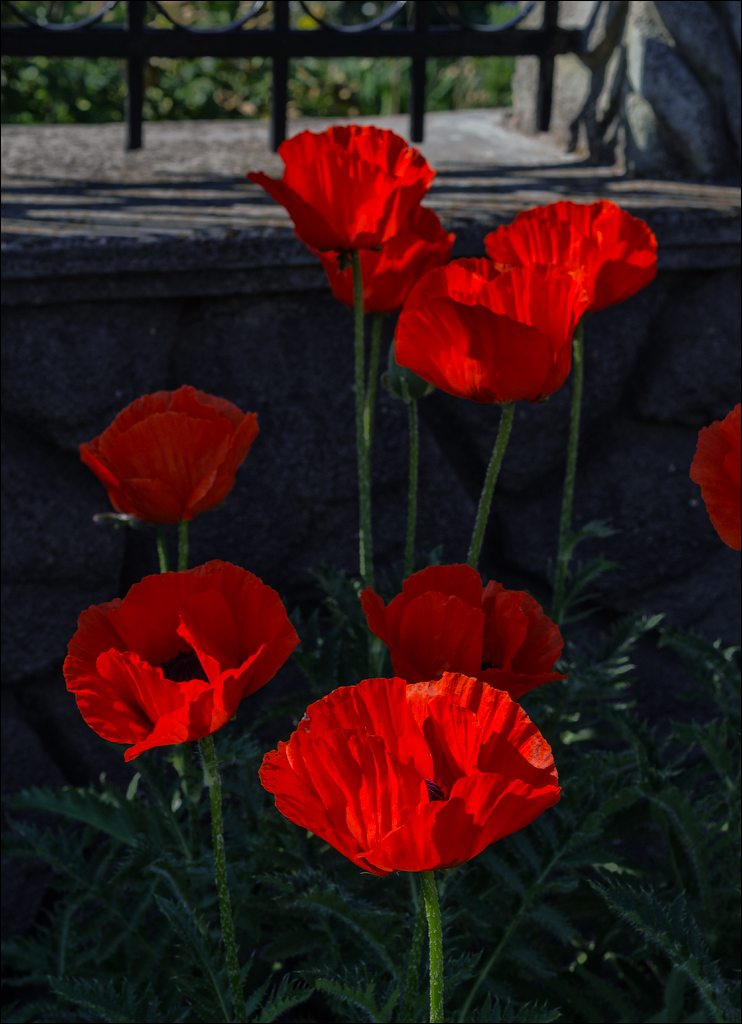 Domulgeni Ordasei may2018 00620180526