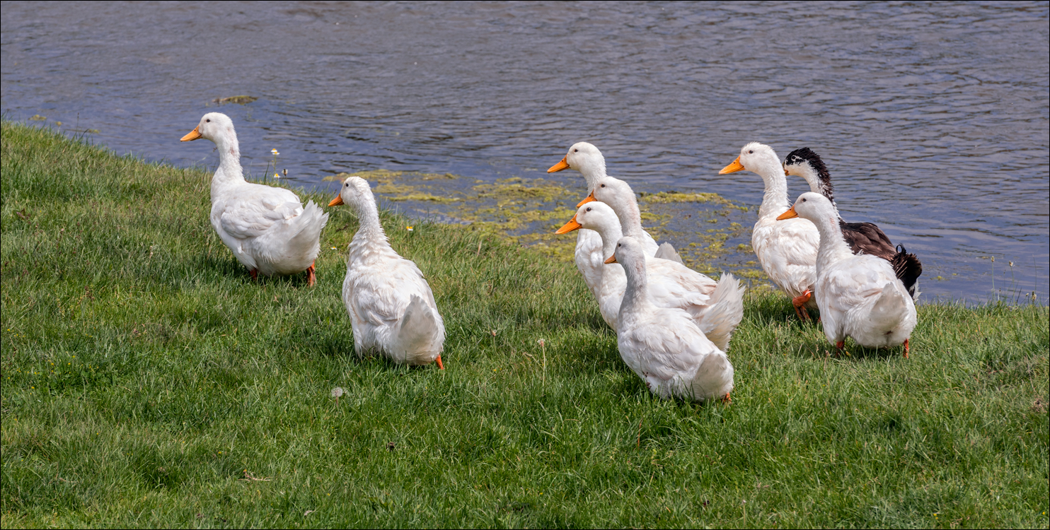 Domulgeni Ordasei may2018 05220180526